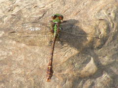 Ophiogomphus rupinsulensis