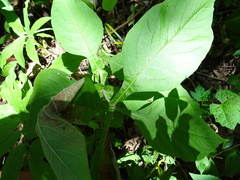Triosteum perfoliatum