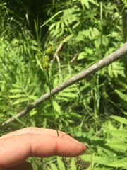 Carex bebbii