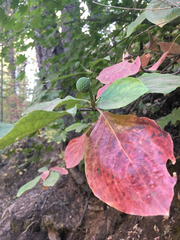 Cornus nuttallii