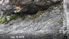 Megachile pseudomonticola