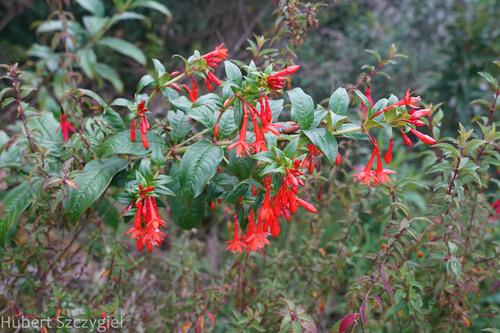 Fuchsia sanctae-rosae