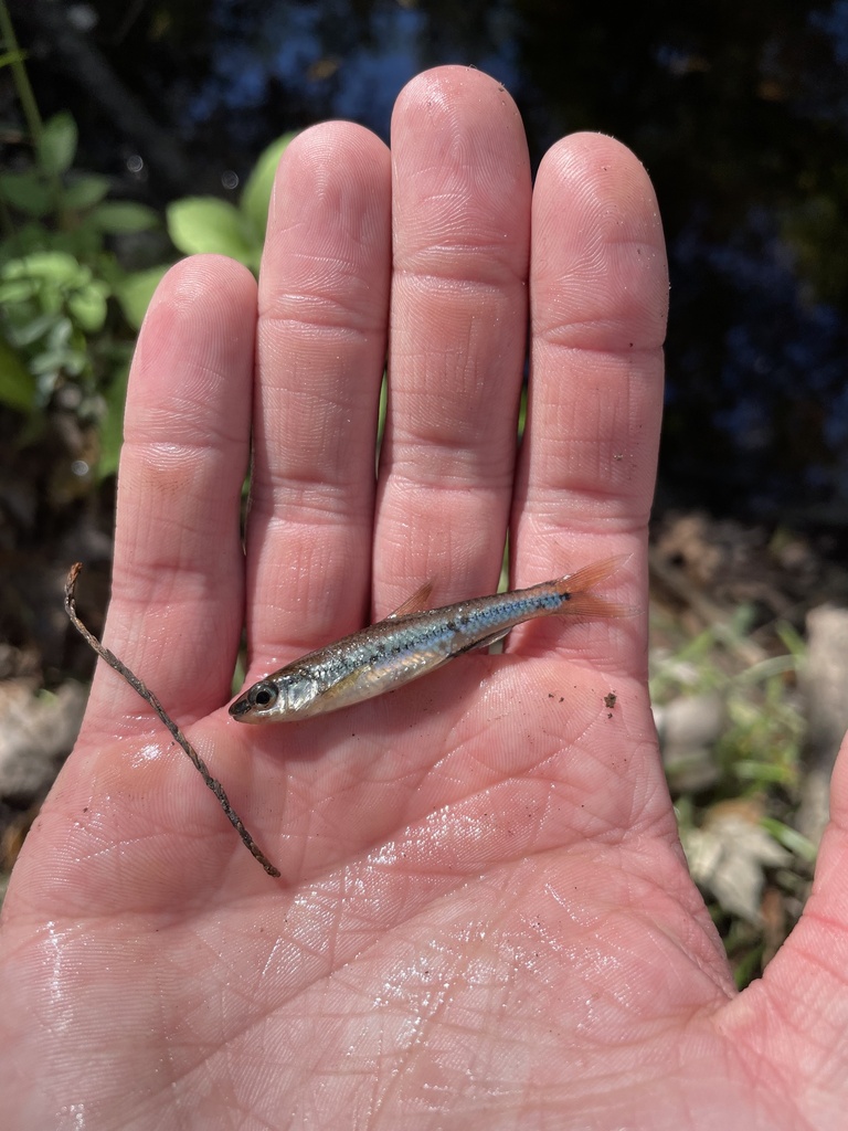 Coastal Shiner