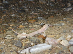 Phyllodactylus bordai