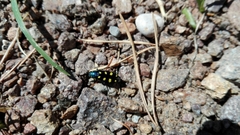 Buprestis octoguttata