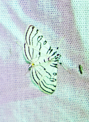Conchylodes concinnalis