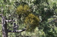 Phoradendron juniperinum