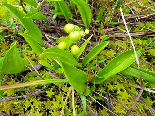 three-leaved false Solomon’s seal