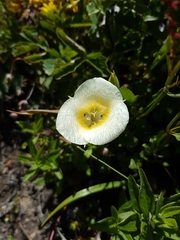 Calochortus subalpinus