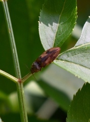 Stropenron hieroglyphica