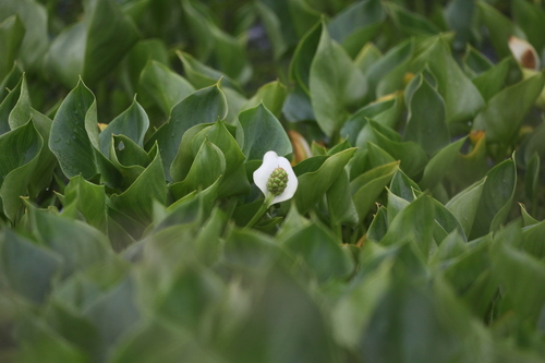 marsh calla
