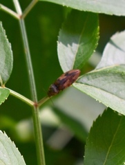 Stropenron hieroglyphica