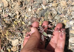Astragalus inyoensis