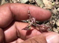 Astragalus inyoensis