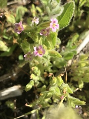 Erythranthe parishii