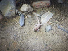 Phyllodactylus bordai