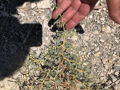 Psorothamnus arborescens minutifolius