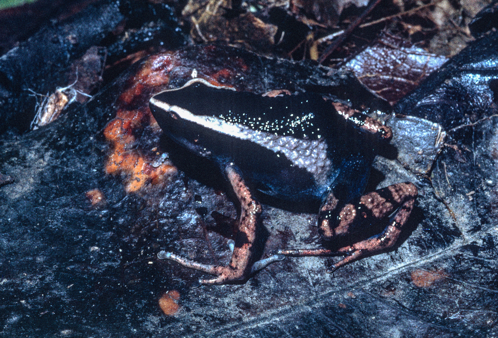 Black Long-fingered Frog