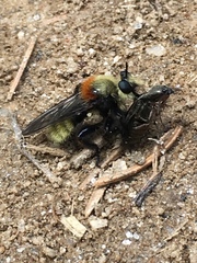 Laphria insignis