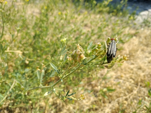 Epicauta erythrocephala