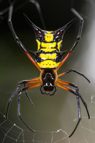 Micrathena kirbyi