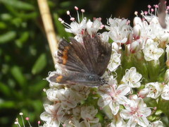 Euphilotes bernardino
