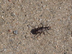 Cicindela haemorrhagica