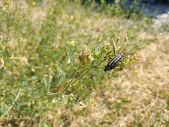 Epicauta erythrocephala