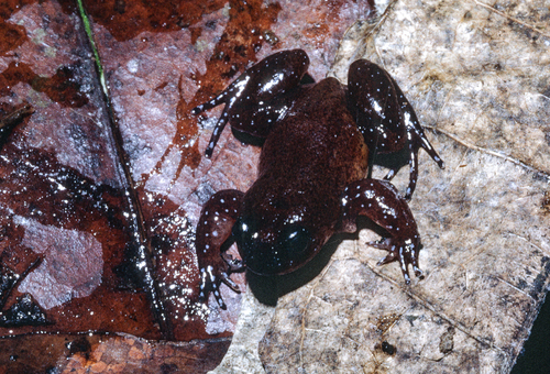 Perret's Egg Frog