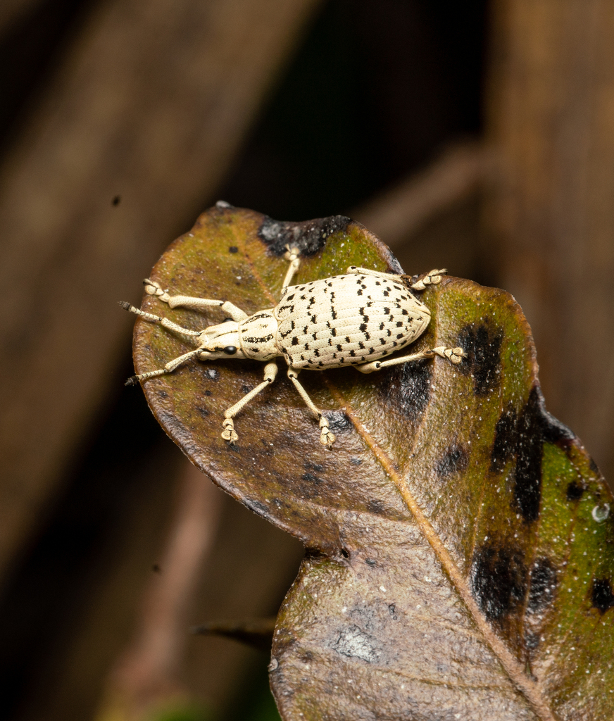 Platyomus transversesignatus