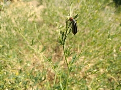 Epicauta erythrocephala