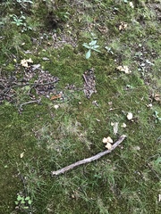 Cantharellus flavolateritius