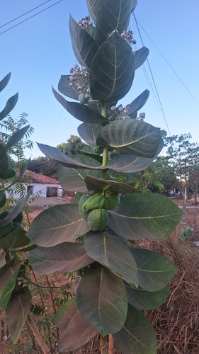 giant milkweed