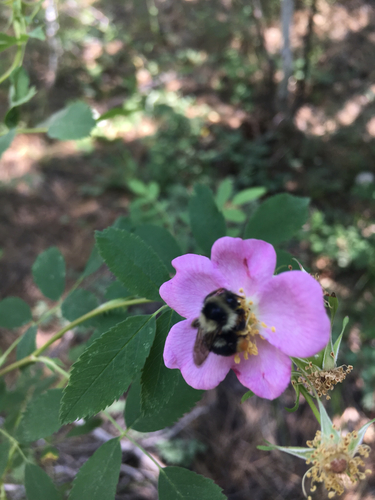 iNaturalist observation photo of Bumble Bees