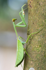 Pseudoxyops perpulchra