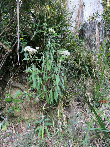 Image of Coronidium elatum by no rights reserved