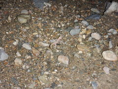 Phyllodactylus bordai