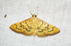 Psara dryalis