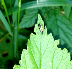 Evacanthus interruptus