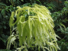 Ledenbergia peruviana