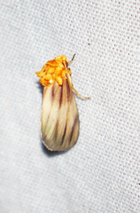 Eulithosia plesioglauca