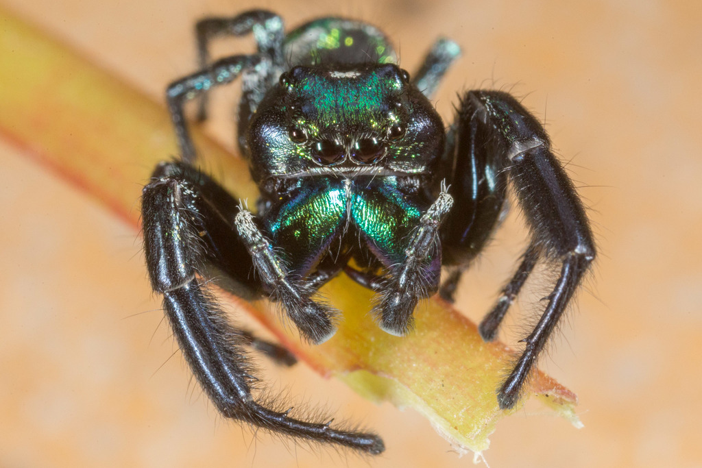 jumping spiders