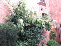 Ledenbergia peruviana