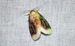 Chrysoecia scira