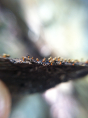 Physarum psittacinum