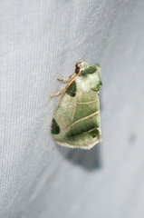 Heminocloa mirabilis