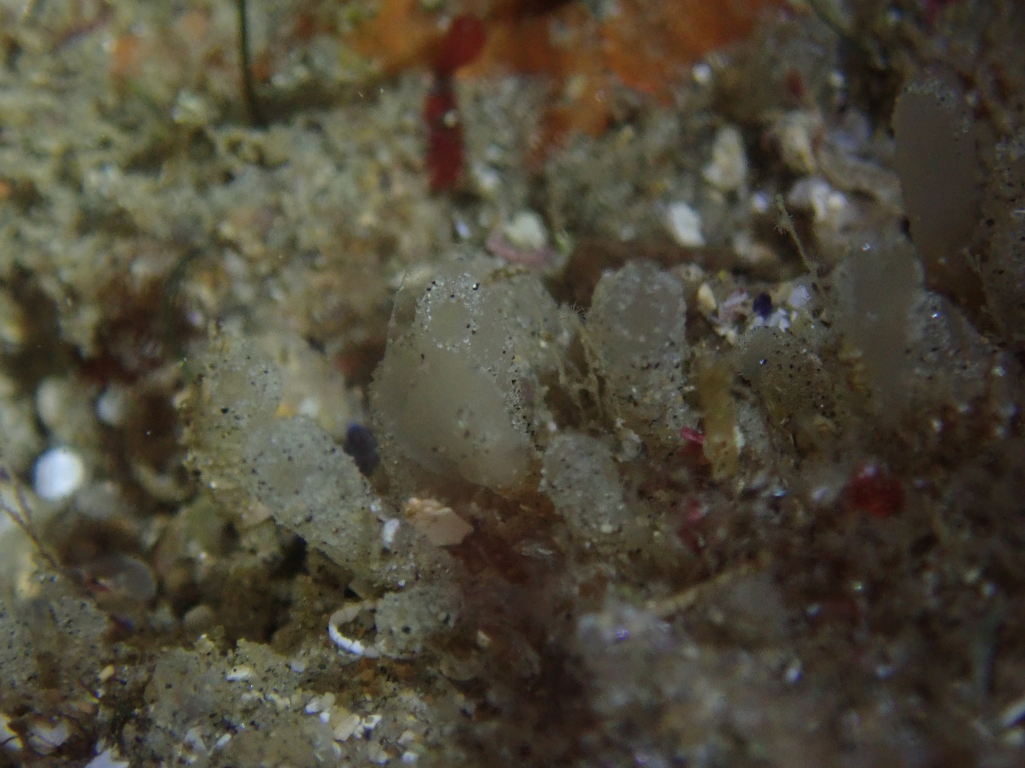 Euherdmania claviformis (Ritter, 1903)