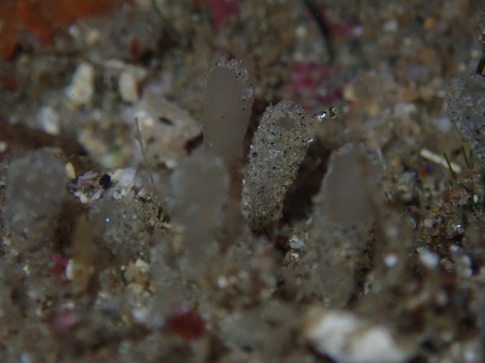 Euherdmania claviformis (Ritter, 1903)