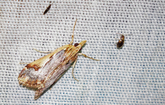 Loxostege albiceralis