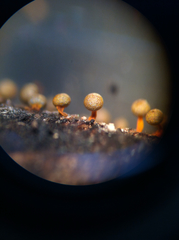 Physarum psittacinum